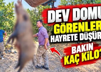 285 KİLOLUK DEV DOMUZ GÖRENLERİ HAYRETE DÜŞÜRDÜ