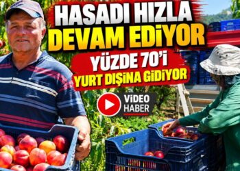 BU NEKTARİNİN YÜZDE 70’İ YURT DIŞINA GİDİYOR